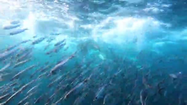 Sardines Running Big Pod Common Dolphins Underwater Surface — Stockvideo