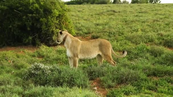 Lioness Looking Prey Savanna Grassland Walks Away Side View — Vídeos de Stock