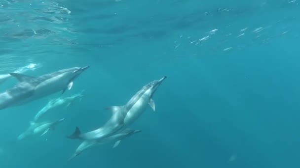 Amazing Slow Motion Shot Dolphins Jumping Out Water Sardine Run — Vídeo de stock