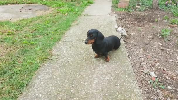 Bellissimo Cane Bassotto Nero Seduto Fuori Nel Cortile — Video Stock