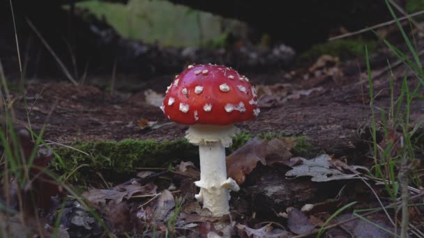 Terbang Fungus Agaric Amanita Muscaria Tumbuh Lantai Hutan Belanda — Stok Video