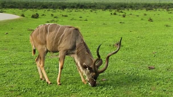 Greater Kudu Bull Grazing Grassland South Africa Close Static — ストック動画