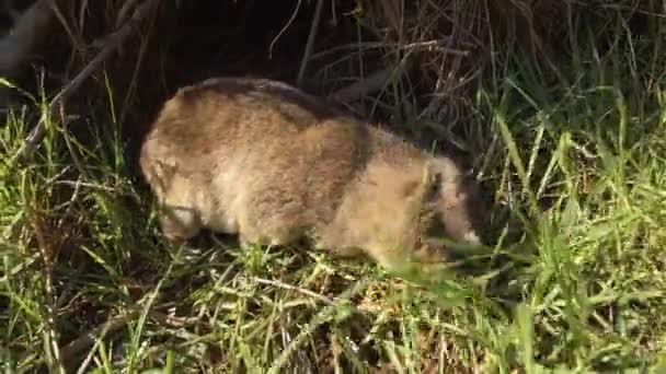 Dassie Rock Hyrax Eats Grass Looks Camera South Africa Close — Vídeo de Stock