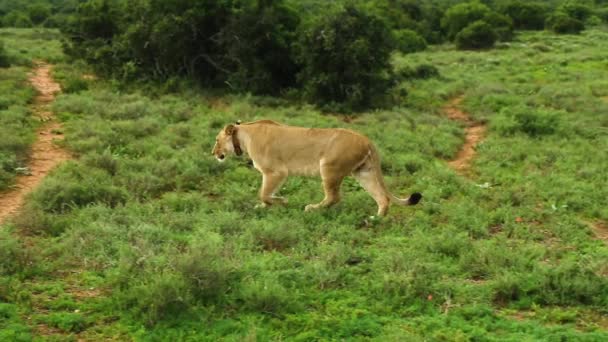 Lioness Walks Male Lion Looks Prey Grassland Side View — Wideo stockowe