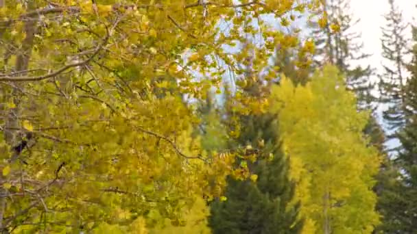 Golden Aspen Leaves Blowing Strong Breeze Other Trees Background — Wideo stockowe