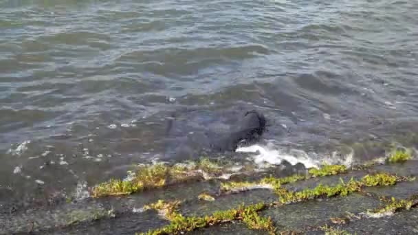 Black Plastic Bag Washing Shore Wadden Sea Netherlands — Video Stock