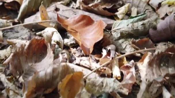 Fallen Dry Autumn Leaves Forest Autumn Day — Video