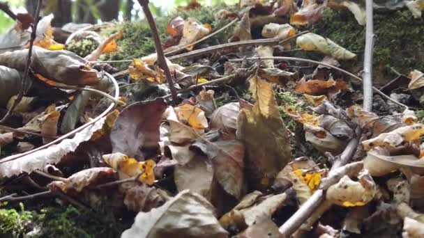 Πεσμένα Ξηρά Φθινοπωρινά Φύλλα Στο Δάσος Μια Φθινοπωρινή Μέρα — Αρχείο Βίντεο