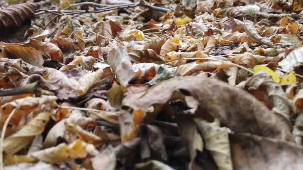 Fallen Dry Autumn Leaves Forest Autumn Day — Vídeo de Stock