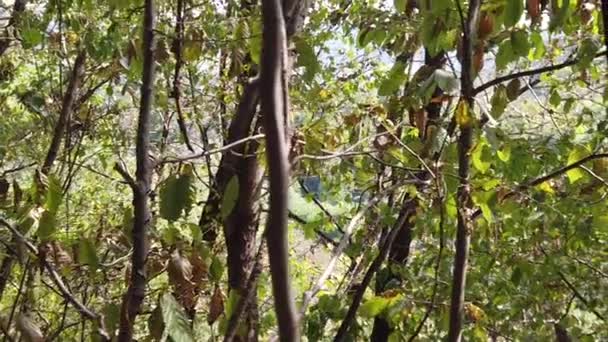 Feuilles Automne Sèches Tombées Dans Forêt Dans Jour Automne — Video