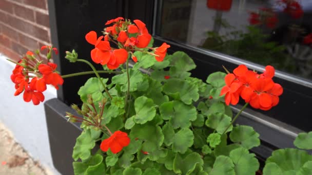 Czerwone Kwiaty Garnku Przed Restauracją Perspektywa Jest Piękna Małym Efektem — Wideo stockowe