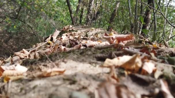 Fallen Dry Autumn Leaves Forest Autumn Day — Stockvideo