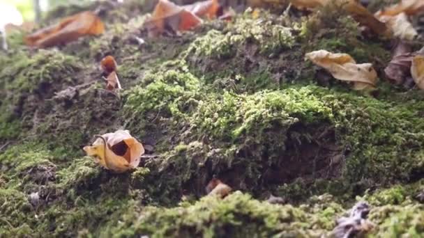 Elesett Száraz Őszi Levelek Erdőben Egy Őszi Napon — Stock videók