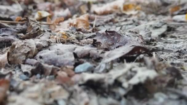 Fallen Dry Autumn Leaves Forest Autumn Day — Stock video