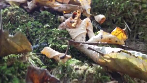 Fallen Dry Autumn Leaves Forest Autumn Day — Stockvideo