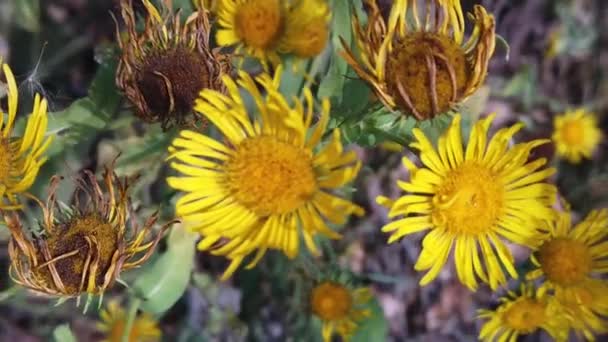 Yellow Flowers Slow Motion Early Autumn — Stock Video