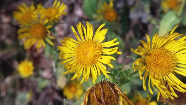 Gelbe Blüten Zeitlupe Früher Herbst — Stockvideo