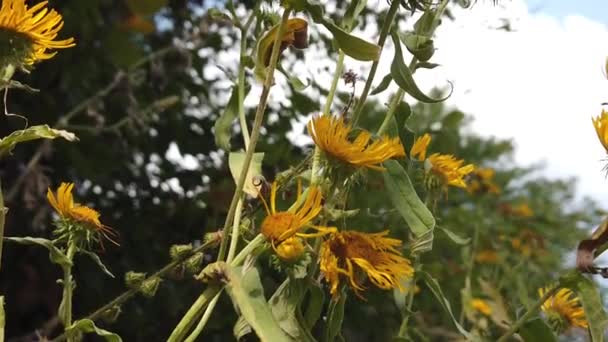 Yellow Flowers Slow Motion Early Autumn — Vídeo de Stock