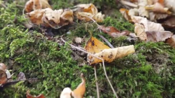 Fallen Dry Autumn Leaves Forest Autumn Day — Vídeos de Stock