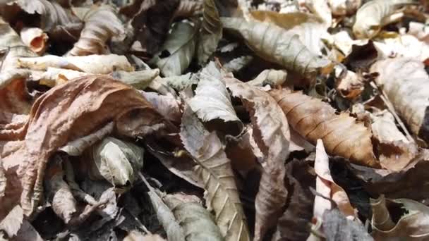 Fallen Dry Autumn Leaves Forest Autumn Day — Stockvideo