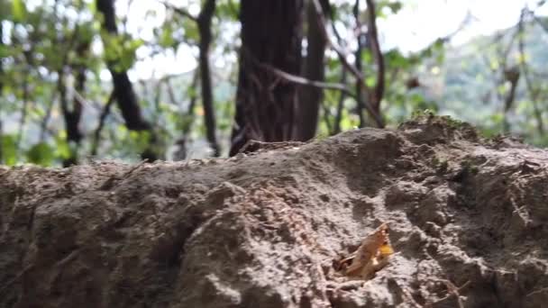 Hojas Otoño Secas Caídas Bosque Día Otoño — Vídeo de stock