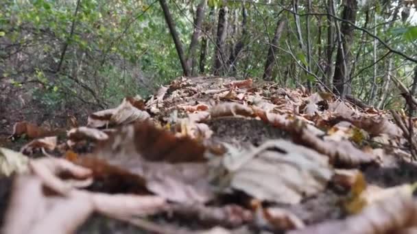 Hojas Otoño Secas Caídas Bosque Día Otoño — Vídeos de Stock