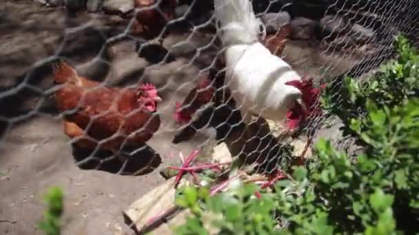 Hen Eating Vegetables Cage — Vídeo de stock