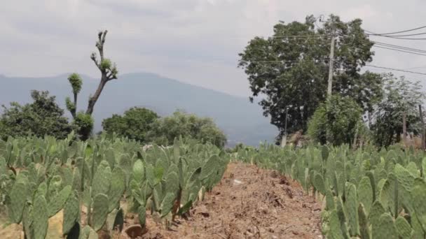Kaktüs Tarlasında Geniş Açılı Çekim Gün Boyunca Arkası Dağ Manzaralı — Stok video