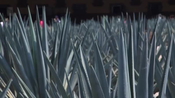 Blue Agave Close People Walking Back — Stockvideo