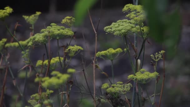 Nce Yeşil Çiçekli Bitki — Stok video