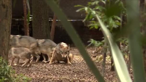 Puppies Adults Wolfs Walking Playing Indistinctly — 图库视频影像