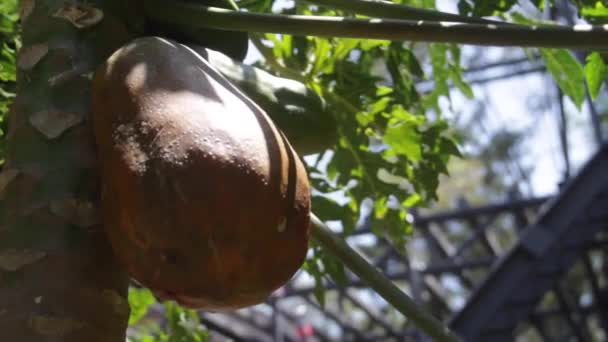Büyük Meyveli Papaya Ile Alçak Açı — Stok video