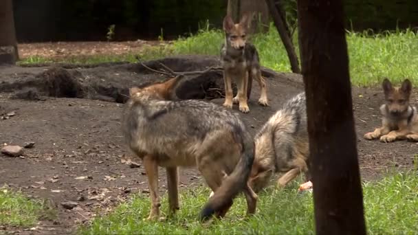 Wolf Puppies Playing Grass Soil — Vídeos de Stock