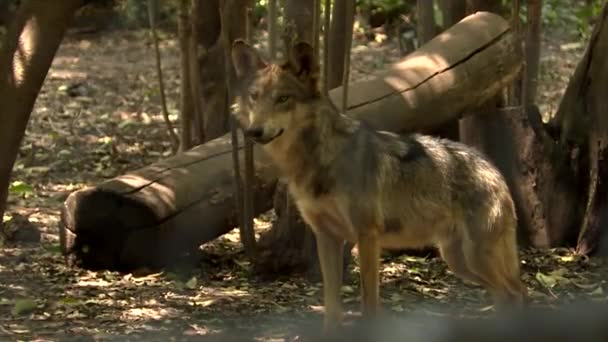 Adult Wolf Watching How Puppies Play — Vídeo de Stock