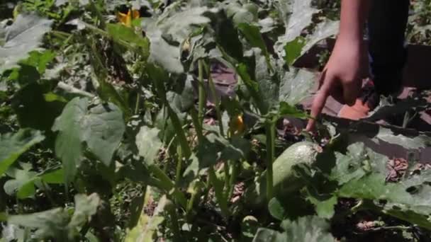 Close People Pointing Big Chayote Plant — Vídeo de stock