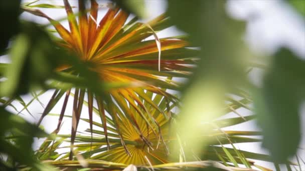 Caribbean Beautiful Plant Moving Because Air — Αρχείο Βίντεο