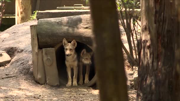 Puppies Wolves Going Out Burrow — Vídeos de Stock