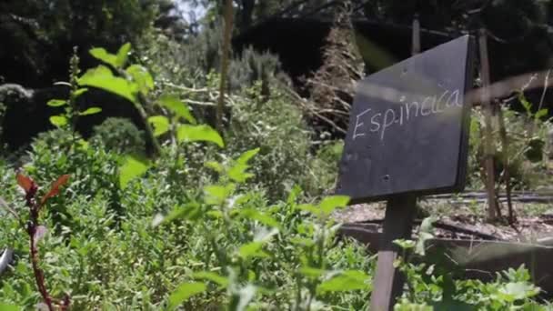 Spinach Sign Big Vegetables Front — Video