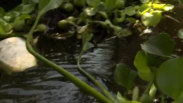 Water Current Passing Water Plants — Vídeos de Stock