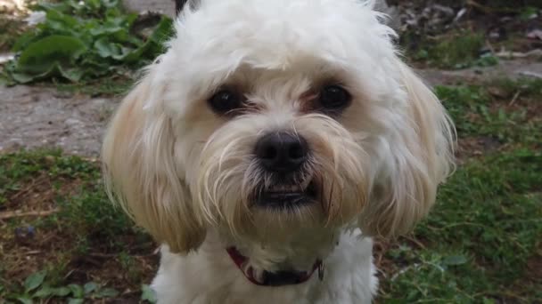 Cute White Bichon Puppy Sitting Grass Portrait Shot Looking Camera — 비디오