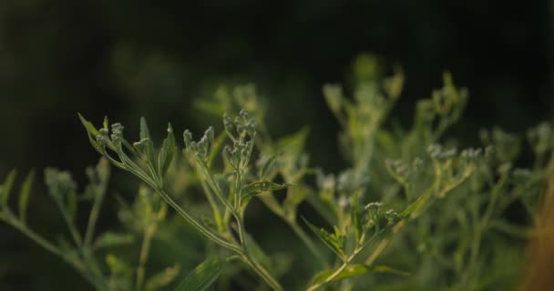 Budding Green Plant Golden Sunset Light — Stok video