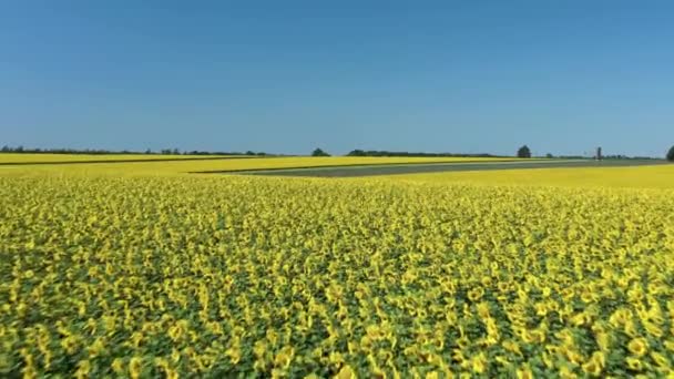 Luftaufnahme Vorwärts Landwirtschaftliches Feld Mit Sonnenblumen Einem Sonnigen Tag — Stockvideo