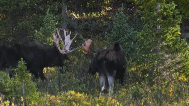 Three Bull Moose Eating Meadow Willows — стоковое видео