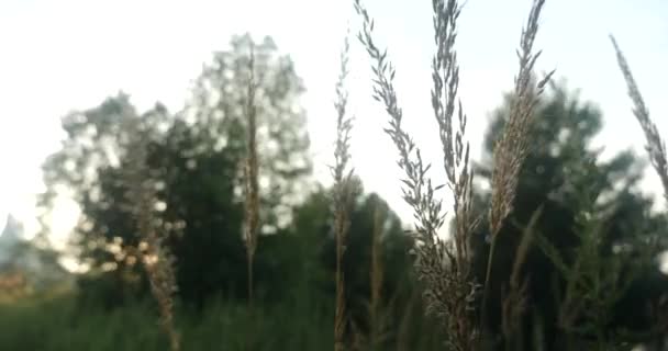 Трава Насінням Заході Сонця Міському Парку — стокове відео