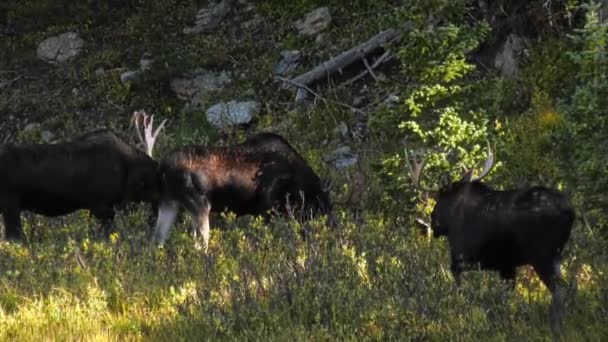 Three Bachelor Bull Moose Eating One Large Bull Has Velvet — Stockvideo