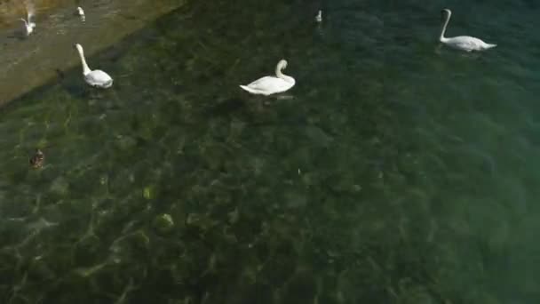 Swans Ducks Close Lake Shore Water Seagulls Fly — Stock Video