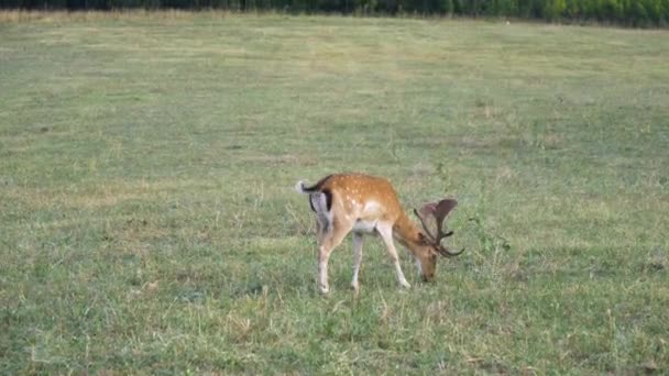 Fallow Deer Buck Beautiful Horns Grazing Grass Field Static — 图库视频影像