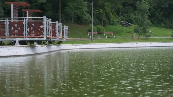 Slow Motion Bird Flying Lake Park Rainy Day — Video