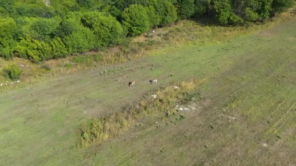 Aerial Tilt Fallow Deer Grazing Plain Sunny Summer Day — Stok video