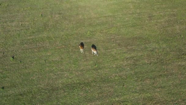 Aerial Top Fallow Deer Does Grazing Peacefully Green Meadow — Stok Video